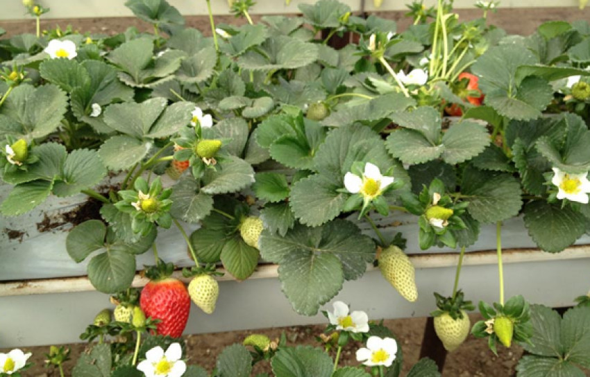 RIOCOCO Grow Bags the Best Medium for Growing Strawberries in Coco Coir