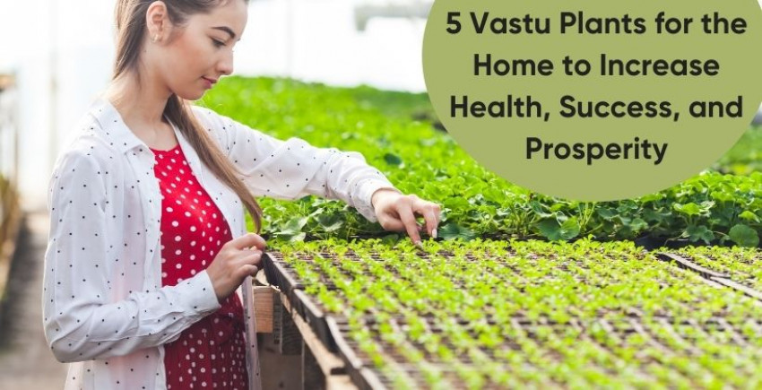 5 Vastu Plants for the Home to Increase Health, Success, and Prosperity