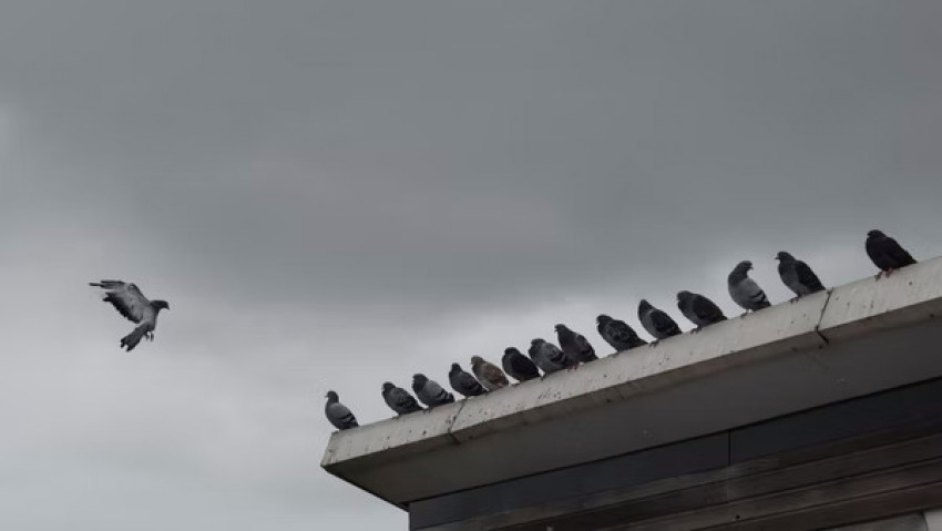 Where Can You Get Information on How to Stop Pigeons Nesting?