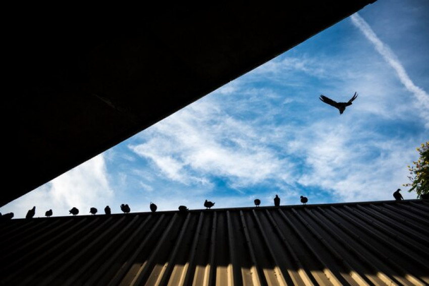 The Best Places to Use a Proper Bird Repellent