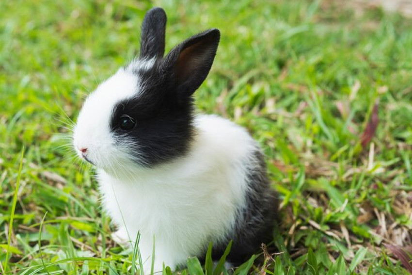 What Rabbit Food Is Appropriate for Your Furry Friend