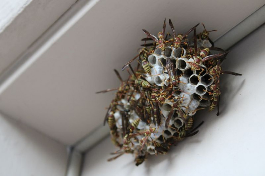 Why Is Wasp Nest Removal Essential?