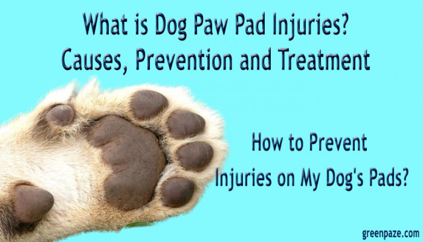 What is Dog Paw Pad Injuries? Causes, Prevention and Treatment