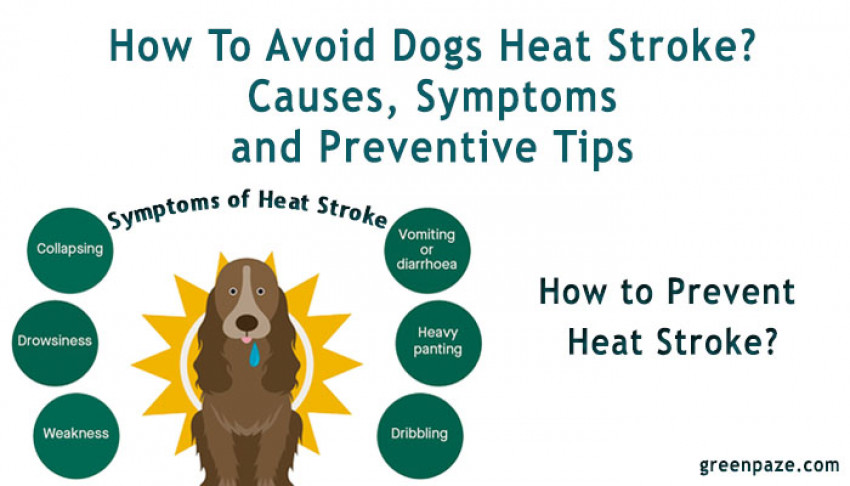 How To Avoid Dogs Heat Stroke? Causes, Symptoms and Preventive Tips