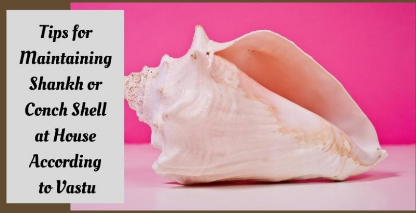 Tips for Maintaining Shankh or Conch Shell at House According to Vastu