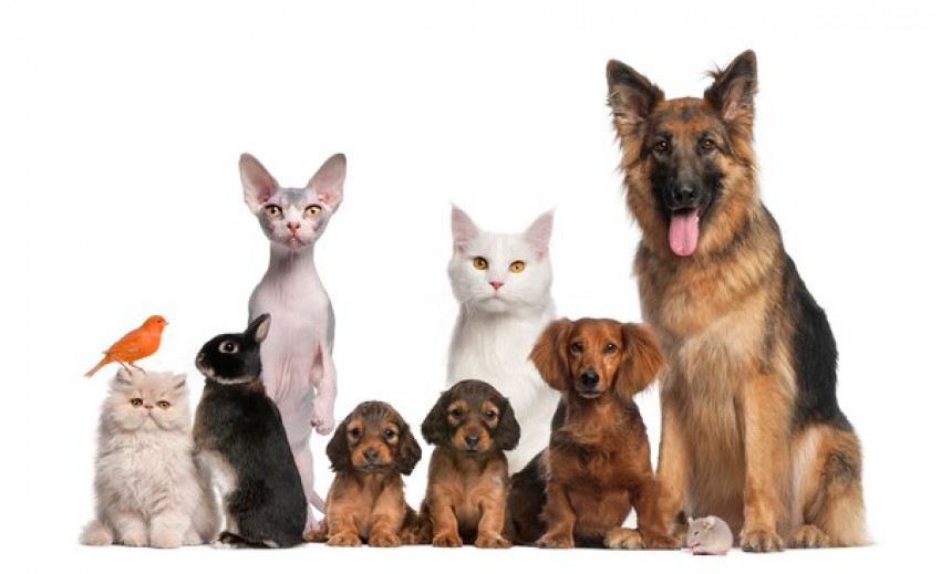 4 Reasons Why to Choose an Online Pet Store