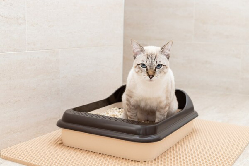 Great Reasons to Switch to Crystal Cat Litter
