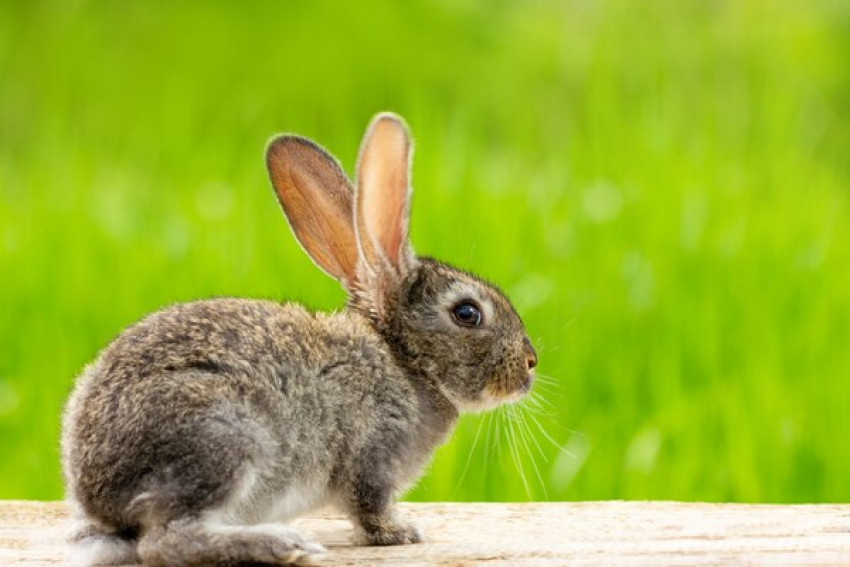 How to Navigate through Rabbit Food and Nurture Your Pet