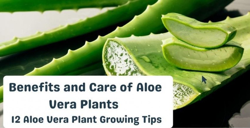 Benefits and Care of Aloe Vera Plants | 12 Aloe Vera Plant Growing Tips