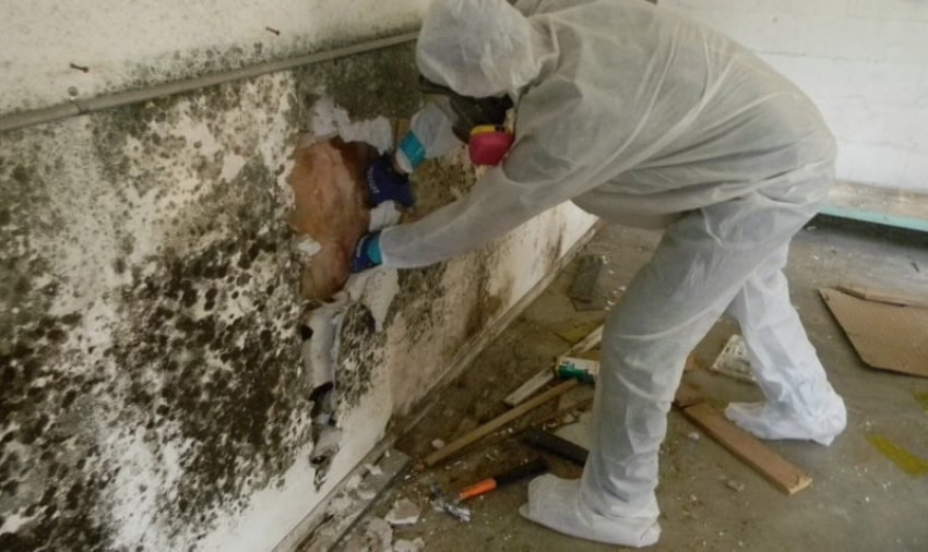 Mold Remediation for Commercial and Residential Buildings in Vancouver