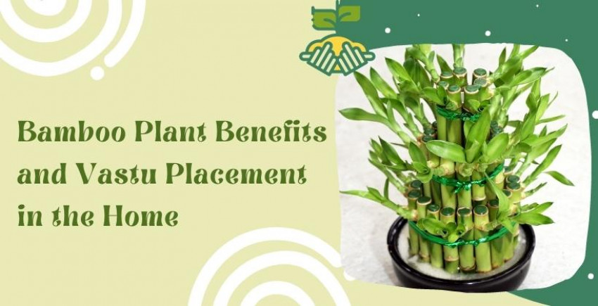 Bamboo Plant Benefits and Vastu Placement in the Home