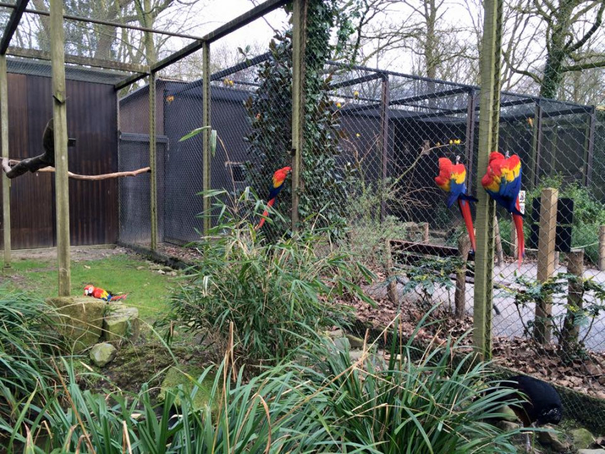 Desire to Buy Parrot Birds? Check This Out Very first!