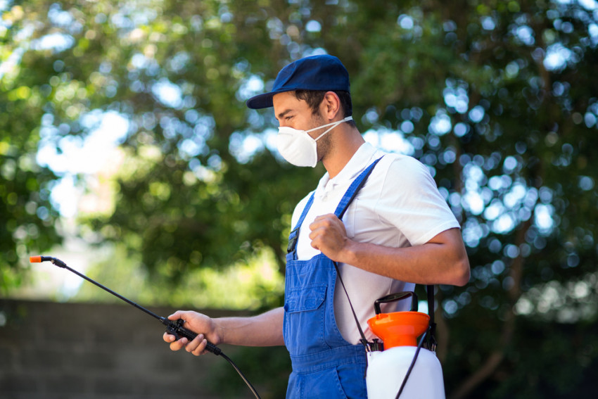 Reasons Why You Need Regular Pest Control