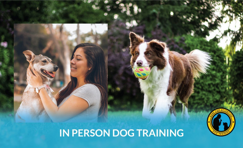 In-Person Dog Training Services.