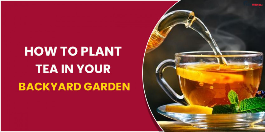 How to Plant Tea in Your Backyard Garden