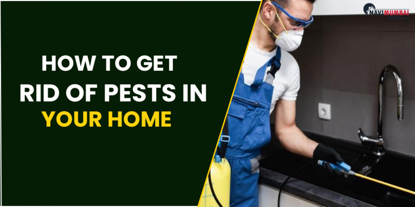 The best strategy to Get Rid of Pests in Your Home