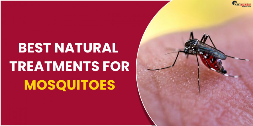Best Natural Treatments for Mosquitoes