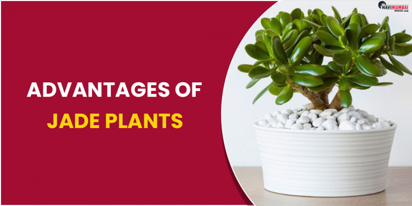 Advantages of Jade Plants are believed to be lucky