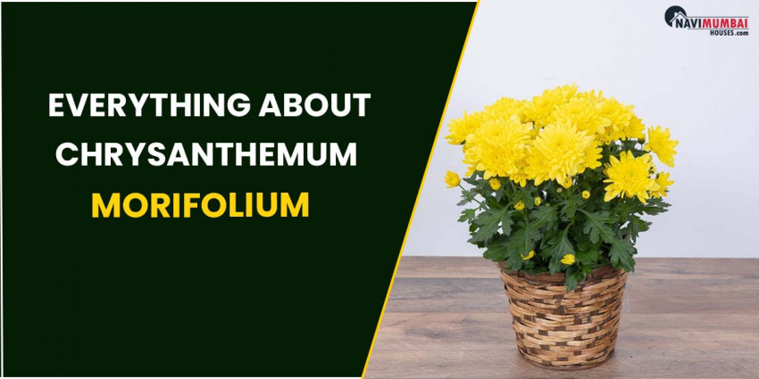 Everything about Chrysanthemum morifolium