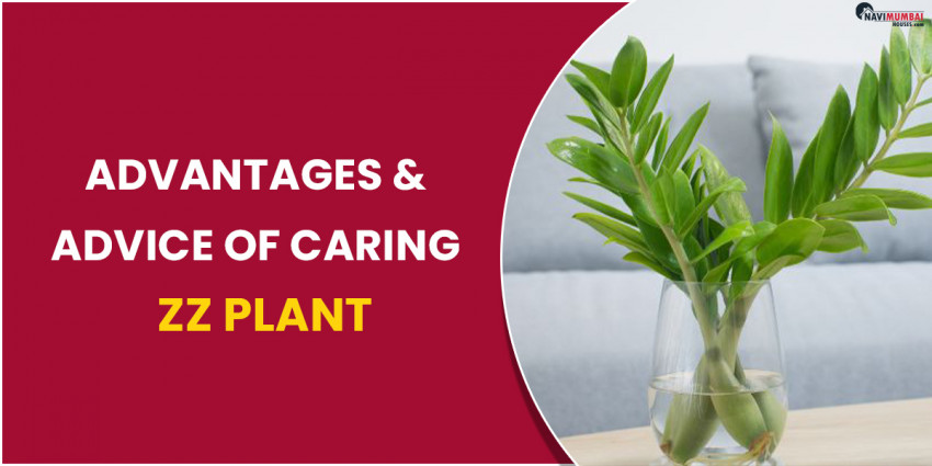 Advantages & Advice of Caring ZZ Plant