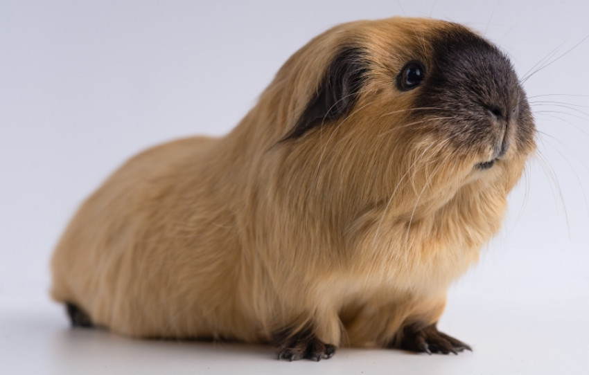 What Guinea Pig Food to Get for Your Pet to Love You
