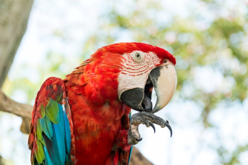 How to Find the Best Macaw Food​​​​​​​ 