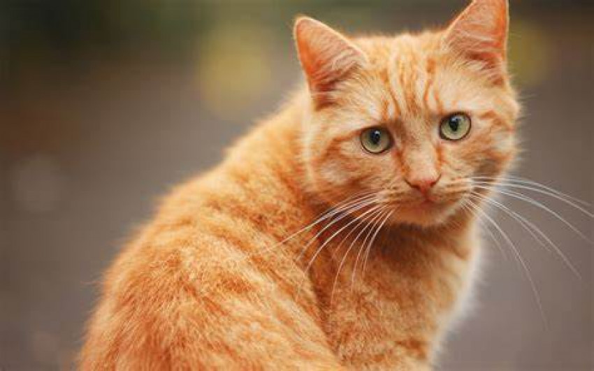 How Exactly Does The Supplement Curcumin Help Cats?