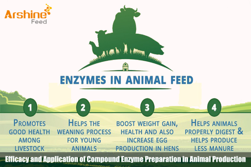 Efficacy and Application of Compound Enzyme Preparation in Animal Production