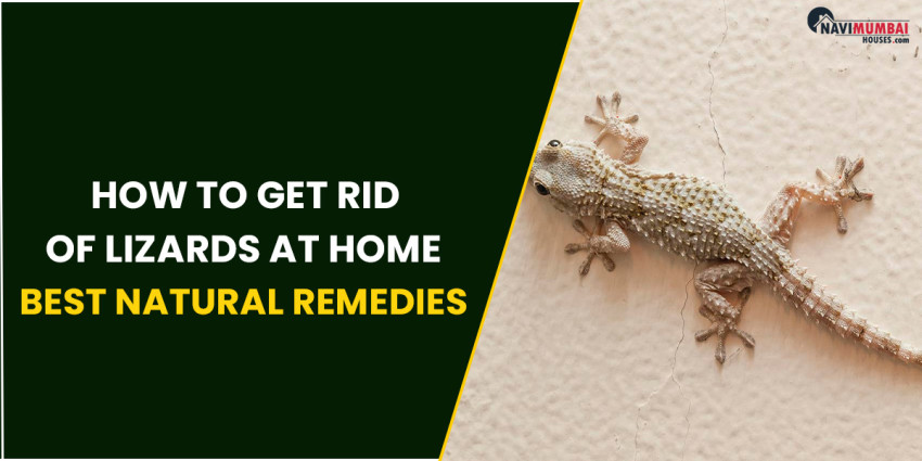 How To Get Rid Of Lizards At Home : Best Natural Remedies For Lizards & More