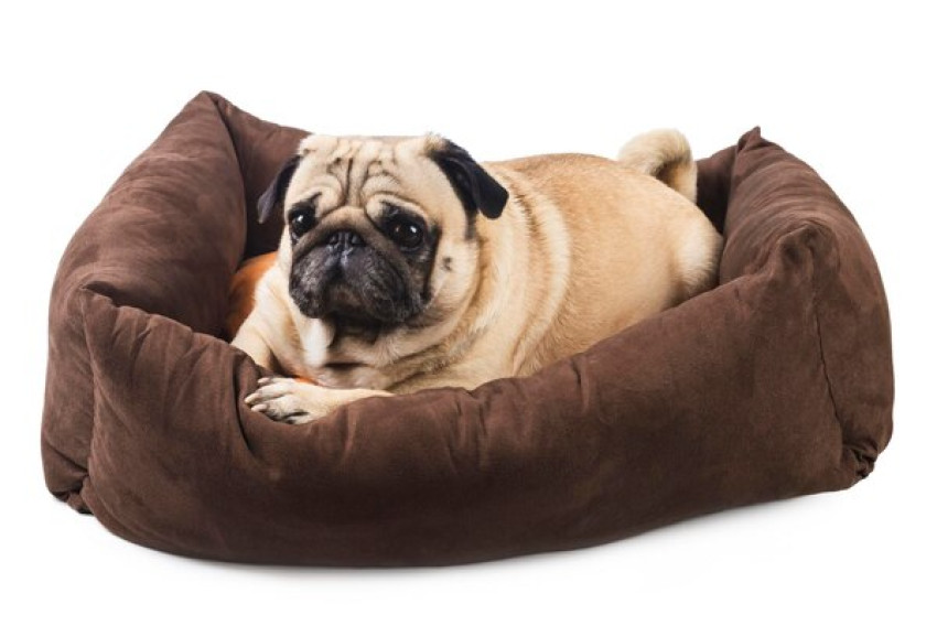 Make Your Pet’s Life Comfortable and Safe with a Pet Pen and a High-Quality Bed
