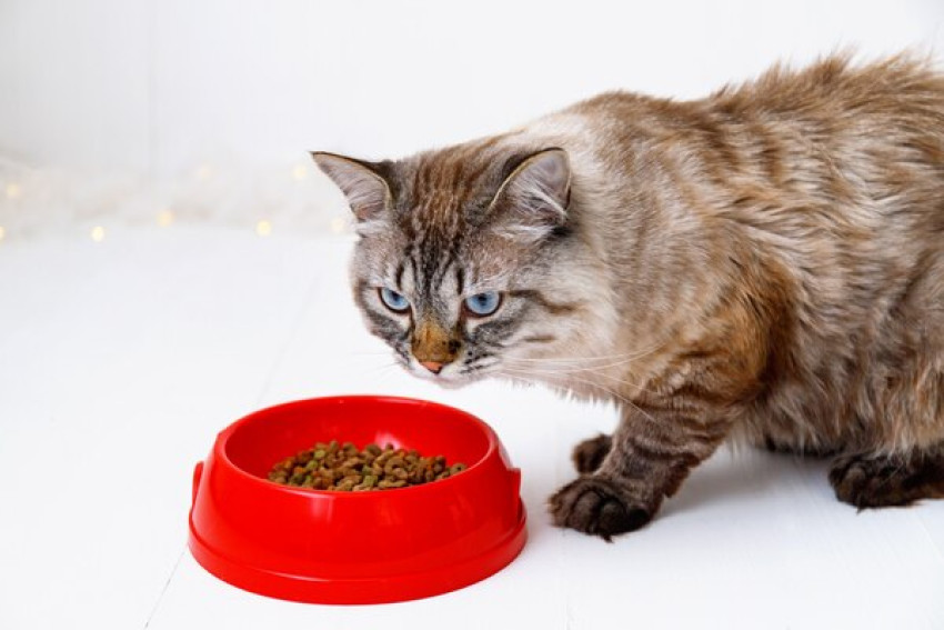 Is Royal Canin Cat Food Good?            .