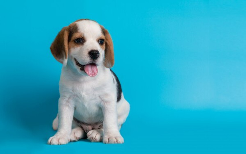 Do You Know the Importance of Puppy Milk for Your Pet?