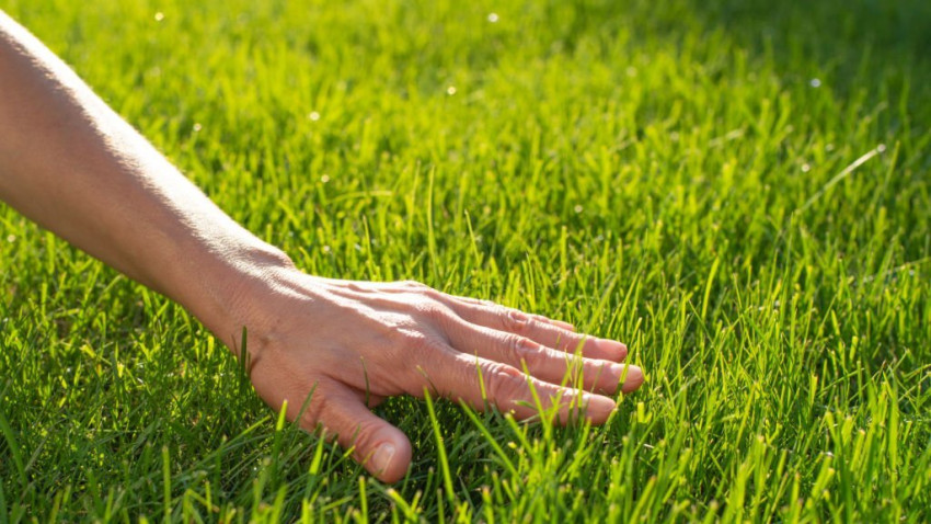 Get The Year Around Lawn Care To Make Your Yard Appear Beautiful