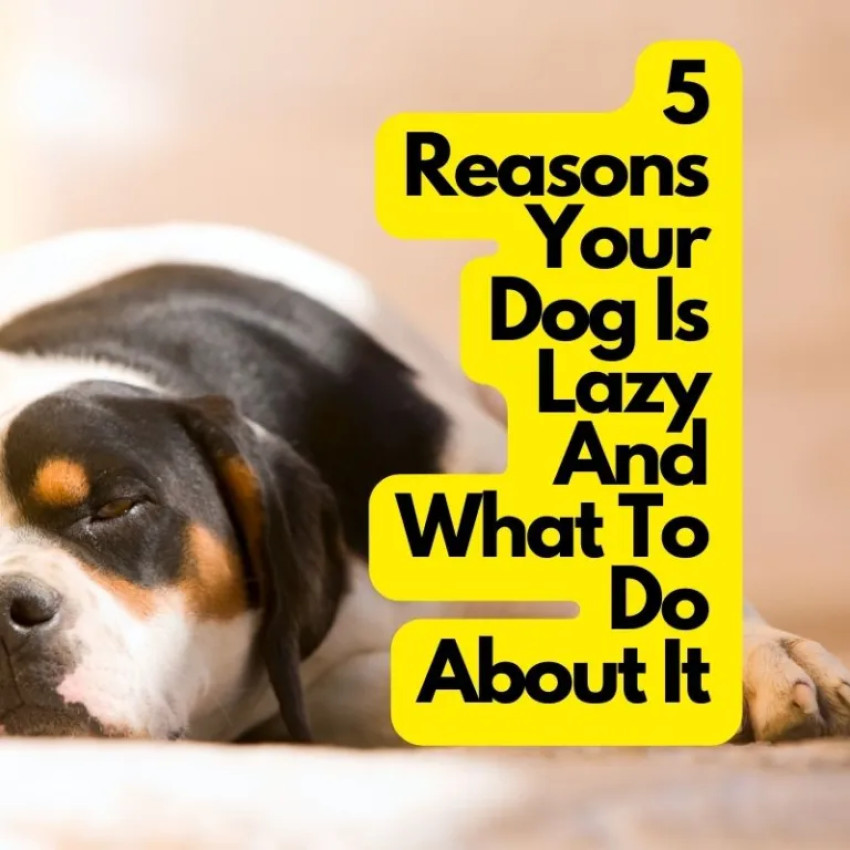 5 Reasons Your Dog Is Lazy And What To Do About It