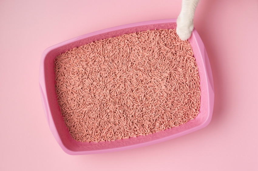 Which Kitty Litter Should You Buy for Your Cat?