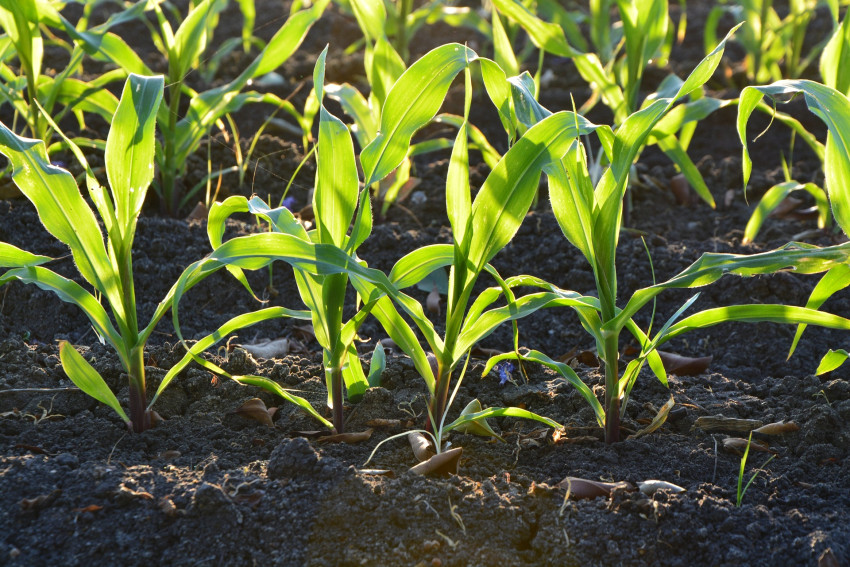 The Advantages and Disadvantages of Selling or Leasing Agricultural land