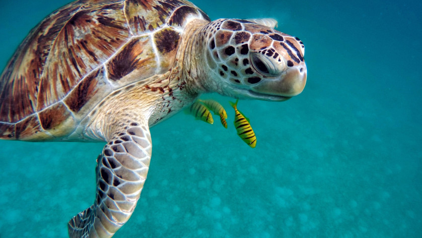 The marine life around the Maldives islands