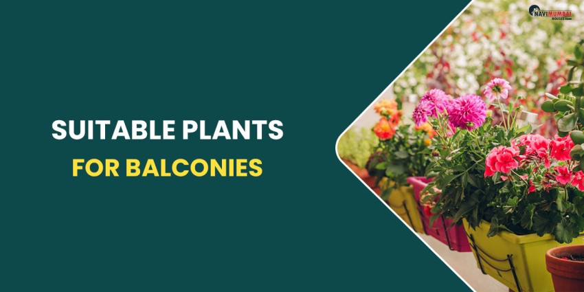 You Should Check These Suitable Plants For Your Balconies