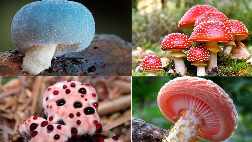 How to distinguish edible and poisonous mushrooms?