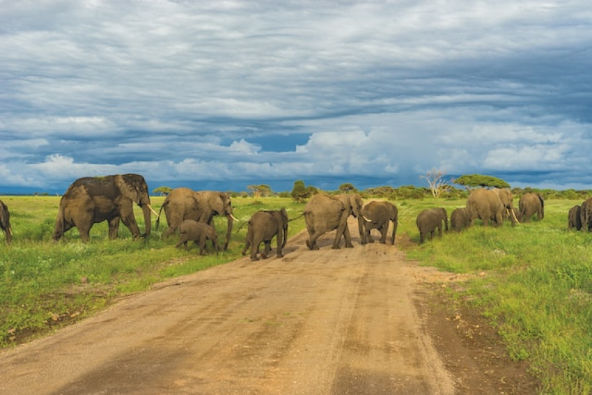 Exploration of African Safari in Tanzania | Joy-N-Crew