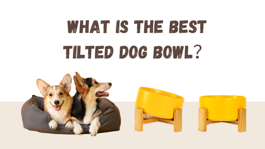 What is the Best Tilted Dog Bowl？