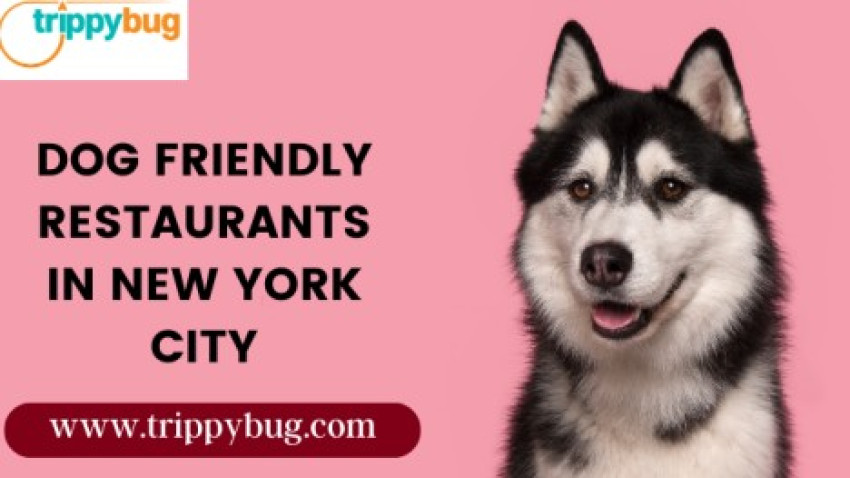 Dog Friendly Restaurants In New York City