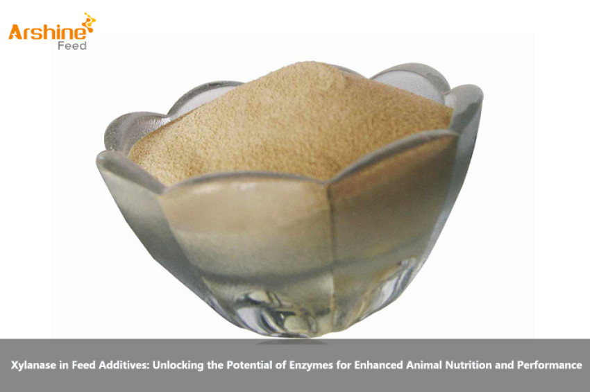Xylanase in Feed Additives: Unlocking the Potential of Enzymes for Enhanced Animal Nutrition