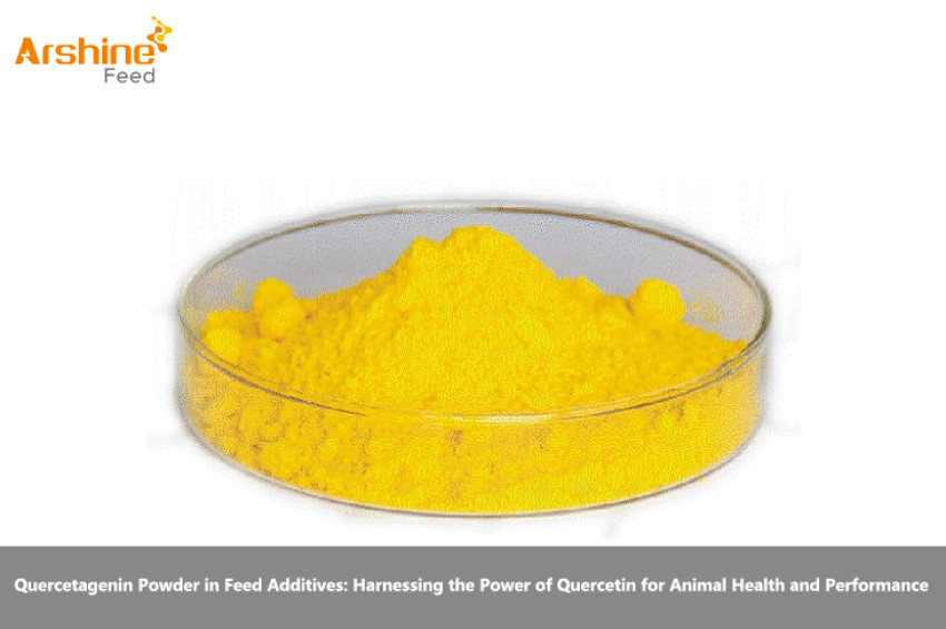 Quercetagenin Powder in Feed Additives: Harnessing the Power of Quercetin