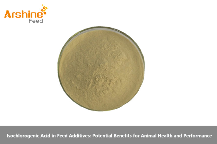 Isochlorogenic Acid in Feed Additives: Potential Benefits for Animal Health and Performance