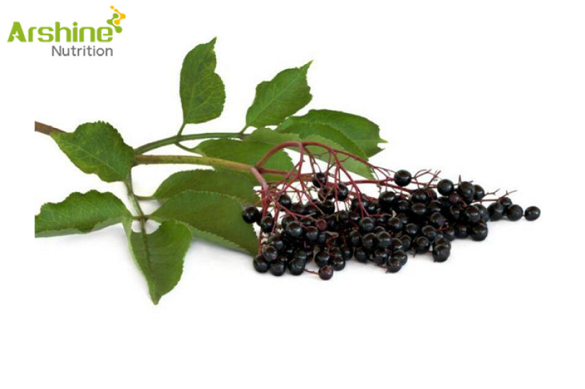 Elderberry Extract: Exploring Its Role and Efficacy in Health and Wellness