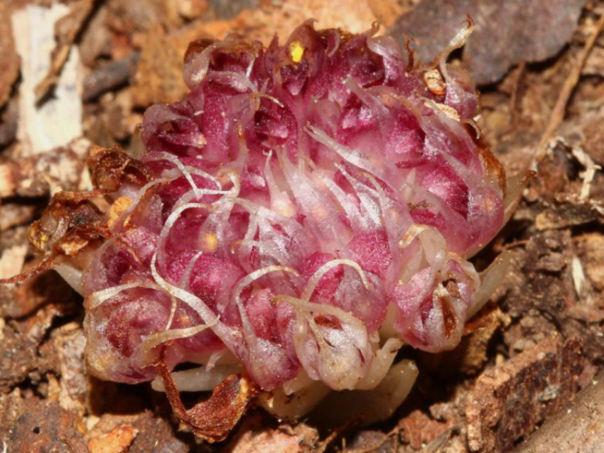 What are the rarest plans in the world?