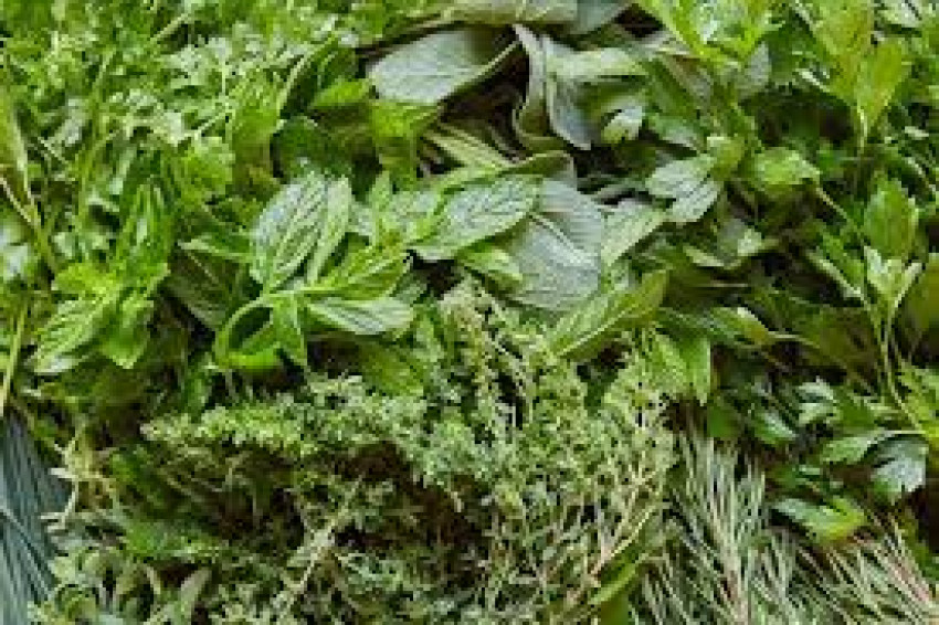 The Green Wonders: Embracing the Power and Benefits of Herbs