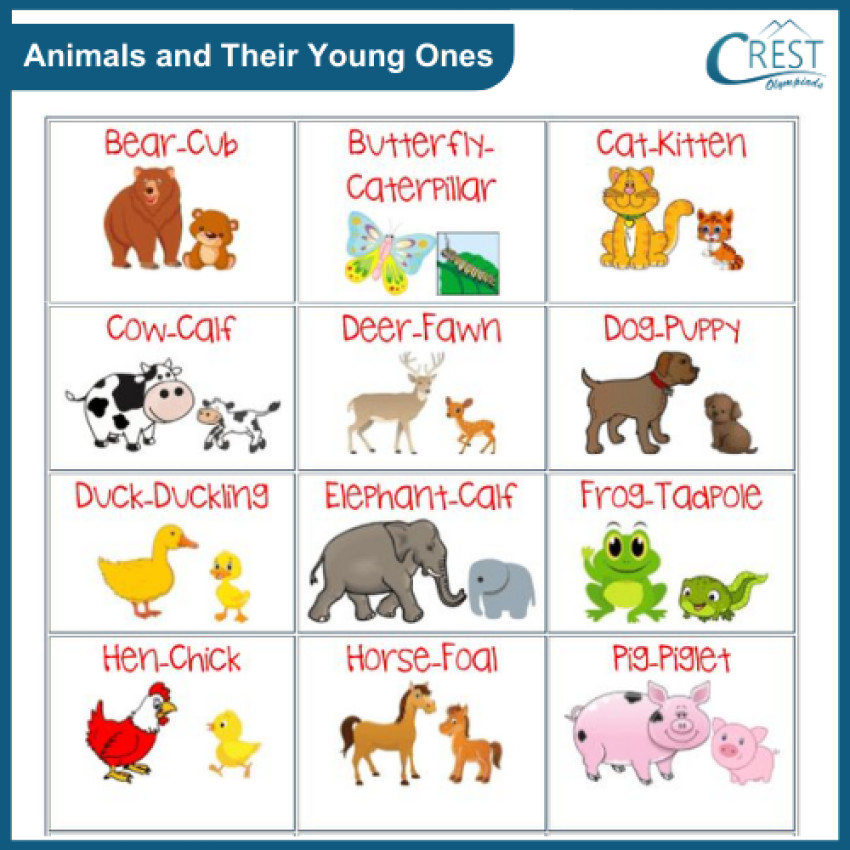 class 1 animals their young ones homes and groups