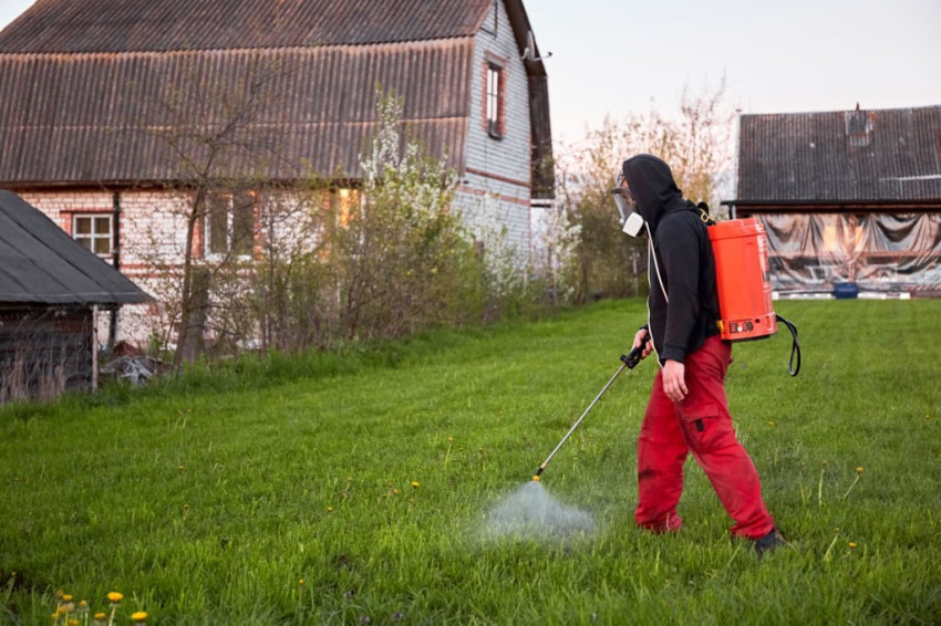 Why a Healthy Lawn Needs Professional Weed Control